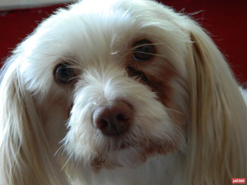 Maltese, Köpek  Gofret fotoğrafı