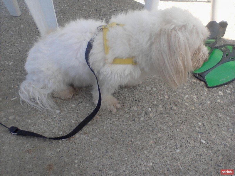 Maltese, Köpek  Gofret fotoğrafı