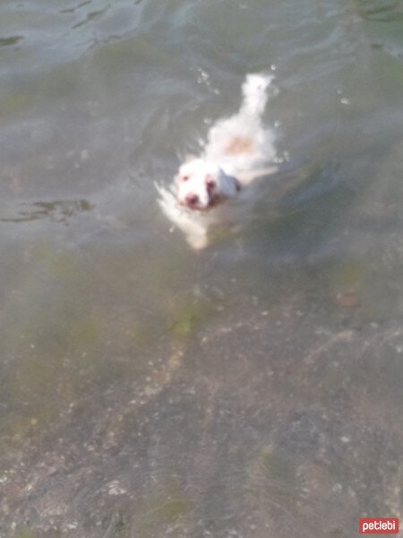 Maltese, Köpek  Gofret fotoğrafı