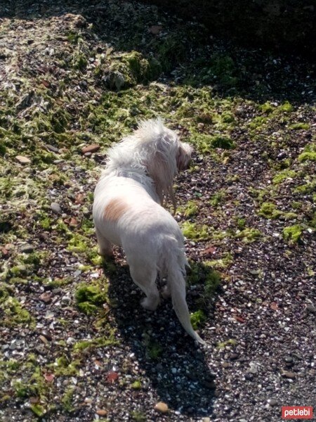 Maltese, Köpek  Gofret fotoğrafı