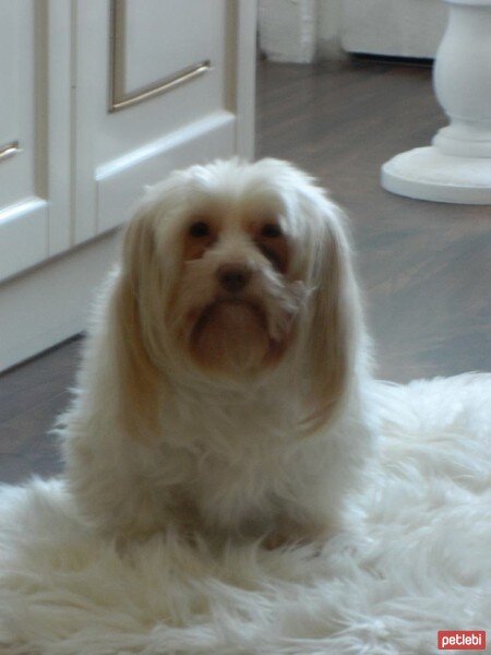 Maltese, Köpek  Gofret fotoğrafı