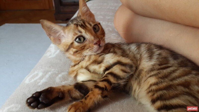 Bengal, Kedi  Maya fotoğrafı