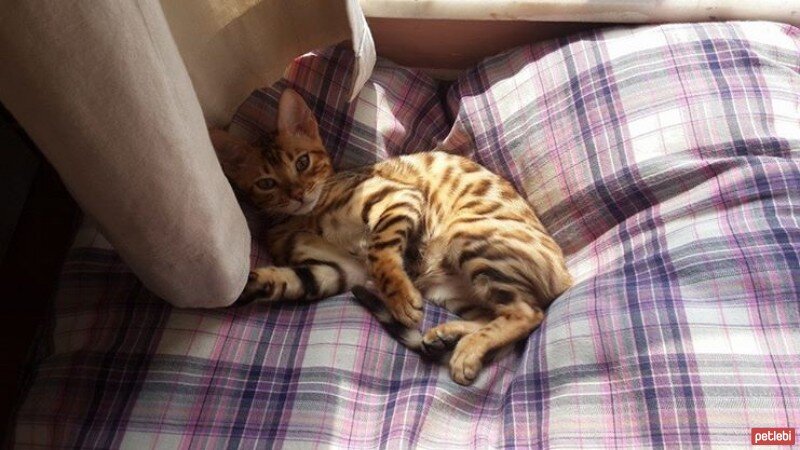 Bengal, Kedi  Maya fotoğrafı