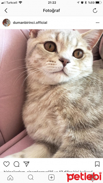 British Shorthair, Kedi  Duman fotoğrafı