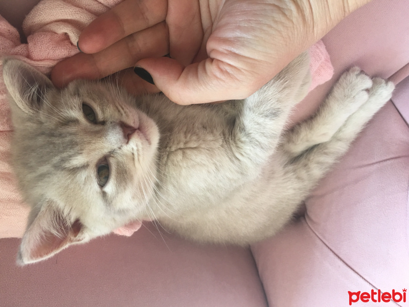 British Shorthair, Kedi  Duman fotoğrafı