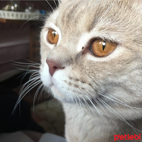 British Shorthair, Kedi  Duman fotoğrafı