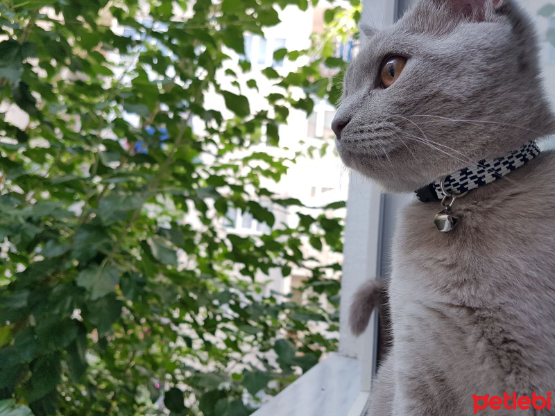 British Shorthair, Kedi  Bulut fotoğrafı