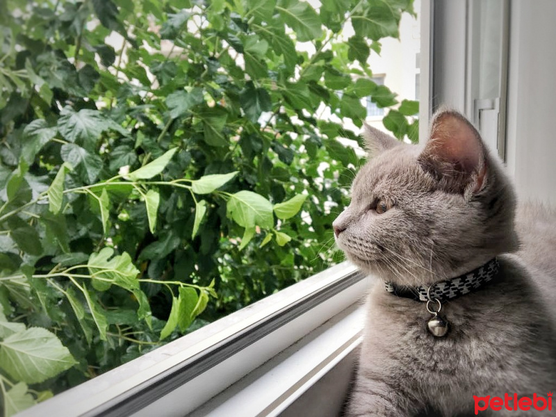 British Shorthair, Kedi  Bulut fotoğrafı