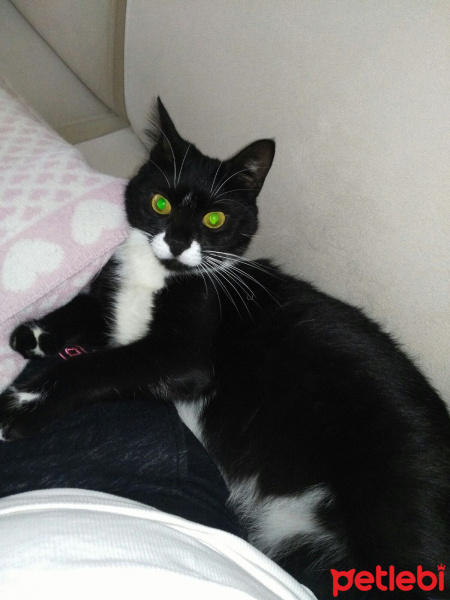 Tuxedo (Smokin) Kedi, Kedi  Mia fotoğrafı
