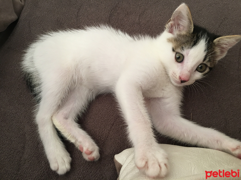 Tekir Kedi, Kedi  Daizy fotoğrafı