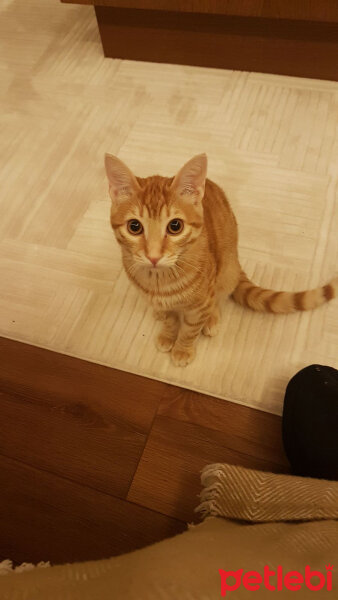 Tekir Kedi, Kedi  Chepe fotoğrafı