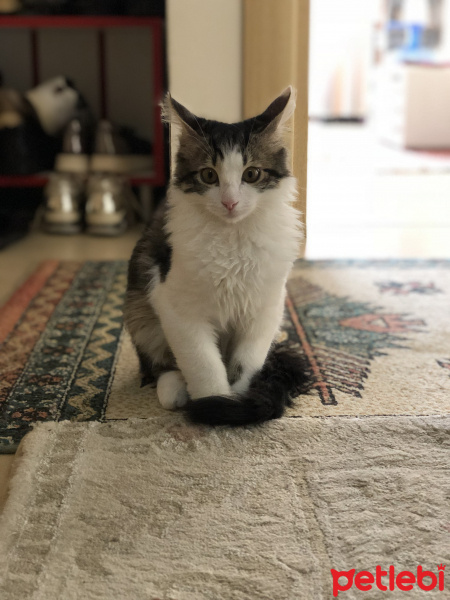 Tekir Kedi, Kedi  Mia fotoğrafı