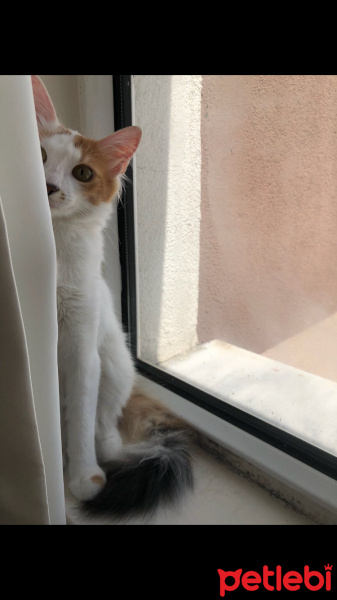 Ankara Kedisi, Kedi  Topaz fotoğrafı