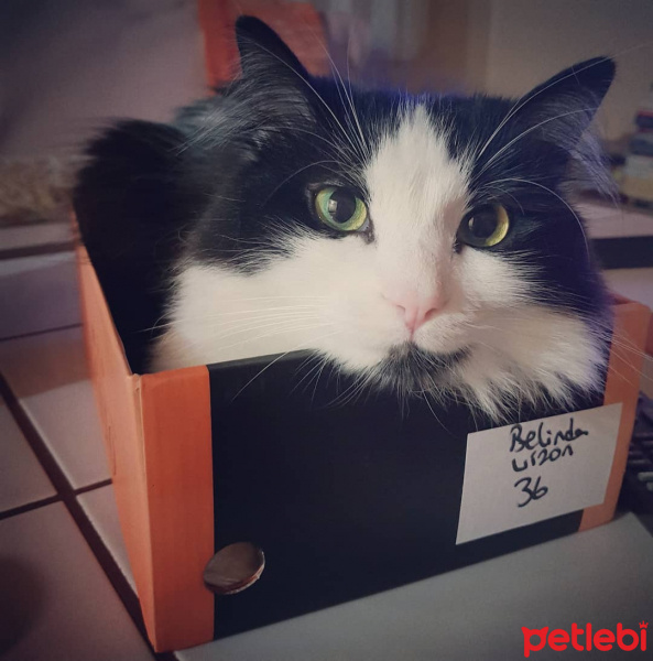 Tuxedo (Smokin) Kedi, Kedi  Hüseyin fotoğrafı
