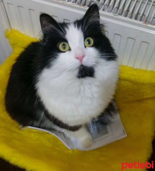 Tuxedo (Smokin) Kedi, Kedi  Hüseyin fotoğrafı