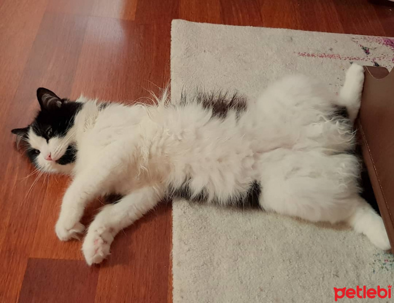 Tuxedo (Smokin) Kedi, Kedi  Hüseyin fotoğrafı
