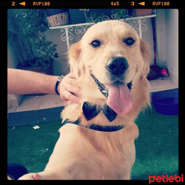 Golden Retriever, Köpek  Efes fotoğrafı