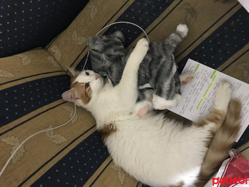 Tekir Kedi, Kedi  Berlin fotoğrafı