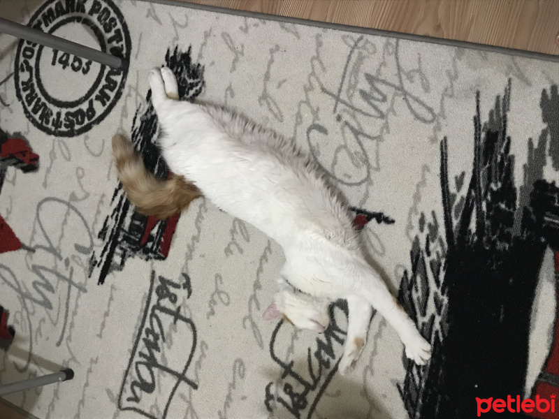 Tekir Kedi, Kedi  Berlin fotoğrafı