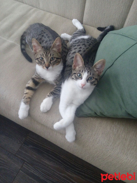 Tekir Kedi, Kedi  boncuk fotoğrafı