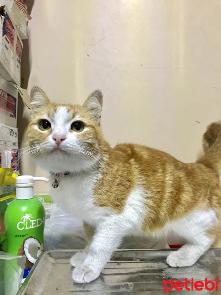 Tekir Kedi, Kedi  Leyla fotoğrafı