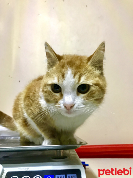Tekir Kedi, Kedi  Leyla fotoğrafı