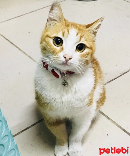 Tekir Kedi, Kedi  Leyla fotoğrafı
