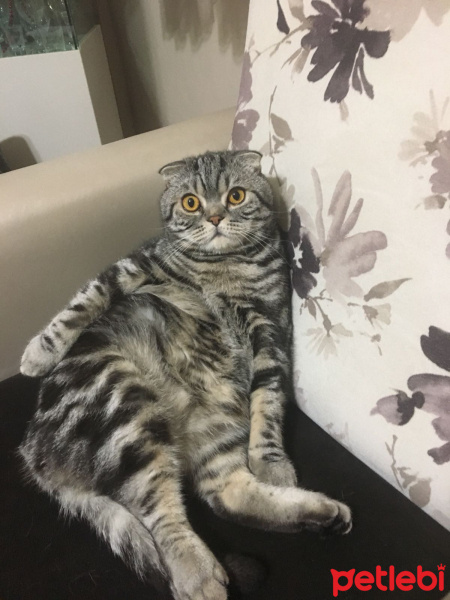 Tekir Kedi, Kedi  Leyla fotoğrafı