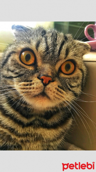 Tekir Kedi, Kedi  Leyla fotoğrafı