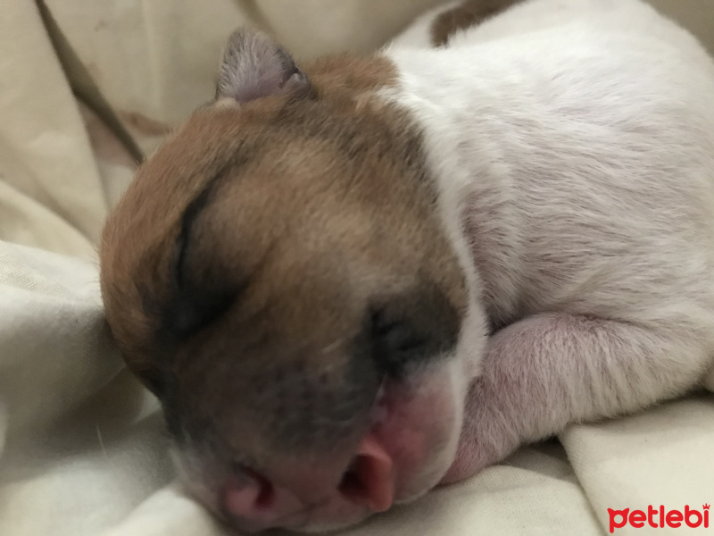 Jack Russell Terrier, Köpek  Bebek fotoğrafı