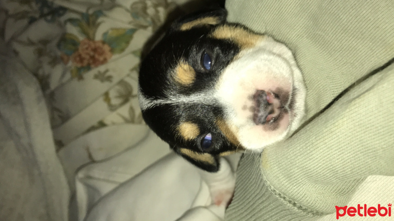 Jack Russell Terrier, Köpek  Bebek fotoğrafı