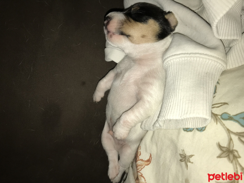 Jack Russell Terrier, Köpek  Bebek fotoğrafı
