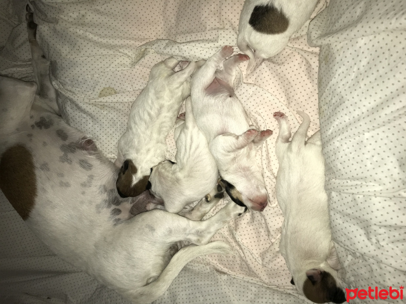 Jack Russell Terrier, Köpek  Bebek fotoğrafı