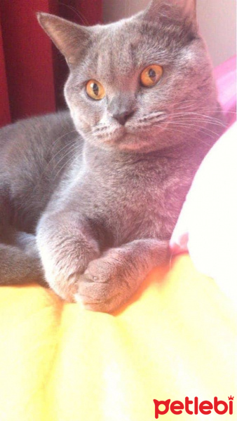 British Shorthair, Kedi  Stalin fotoğrafı
