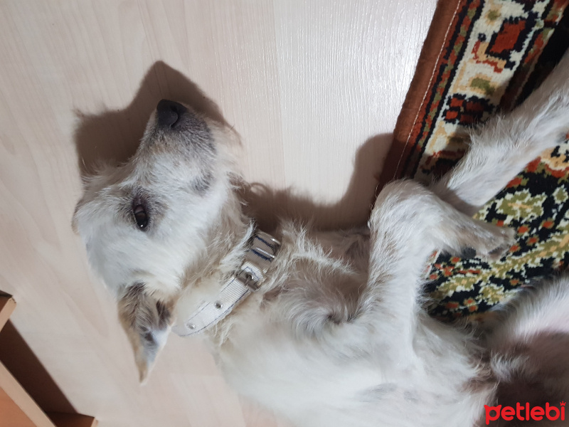 Airedale Terrier, Köpek  ArBü 05457133852 fotoğrafı