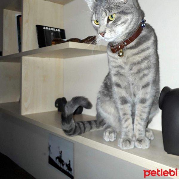 Mavi Rus, Kedi  Niko fotoğrafı