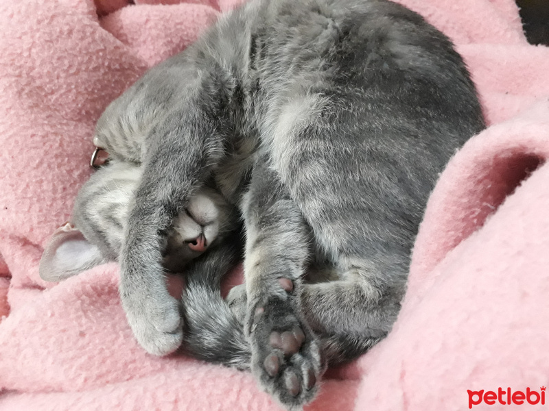 Mavi Rus, Kedi  Niko fotoğrafı