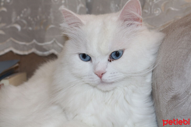 Chinchilla, Kedi  sütlaç fotoğrafı