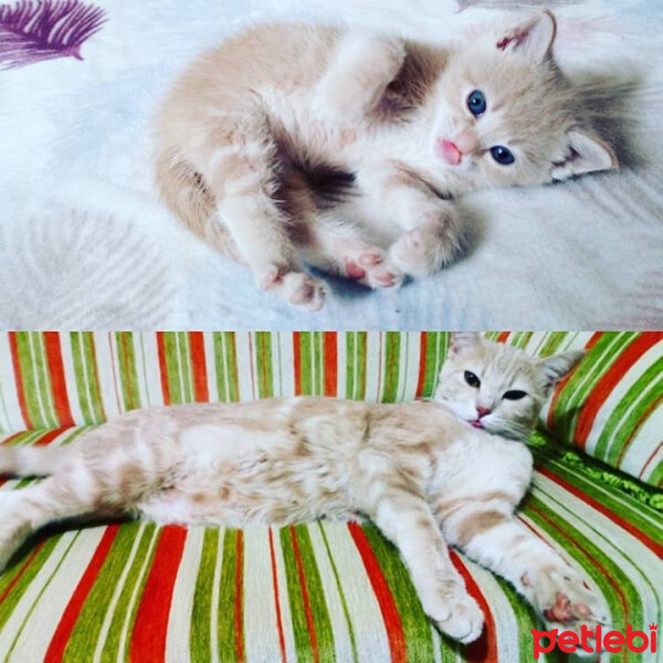 Tekir Kedi, Kedi  İncir fotoğrafı