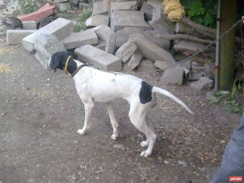 Pointer, Köpek  cina fotoğrafı