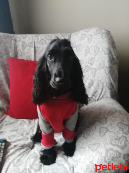 İngiliz Cocker Spaniel, Köpek  KÖMÜR fotoğrafı