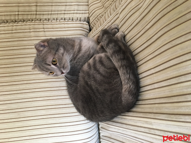 Scottish Fold, Kedi  Pakize fotoğrafı