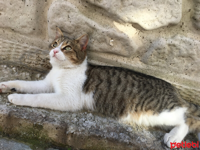 Tekir Kedi, Kedi  Fıstık fotoğrafı