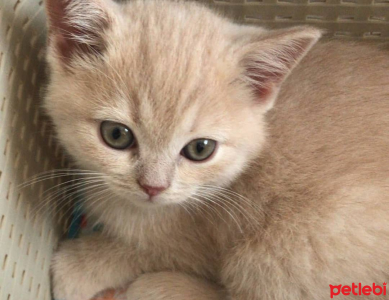 British Shorthair, Kedi  Sarman fotoğrafı