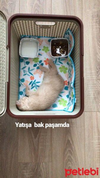 British Shorthair, Kedi  Sarman fotoğrafı