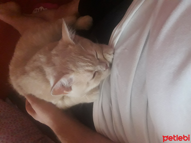 British Shorthair, Kedi  Sarman fotoğrafı