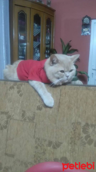 British Shorthair, Kedi  Sarman fotoğrafı