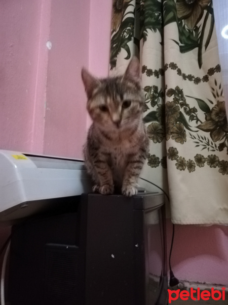 Tekir Kedi, Kedi  Lexa fotoğrafı