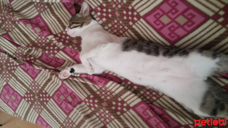 Tekir Kedi, Kedi  Tilbe fotoğrafı