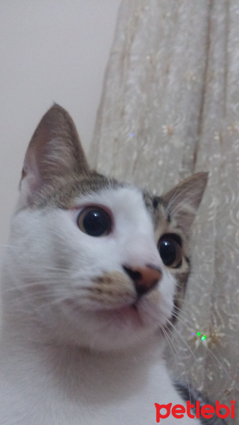 Tekir Kedi, Kedi  Tilbe fotoğrafı